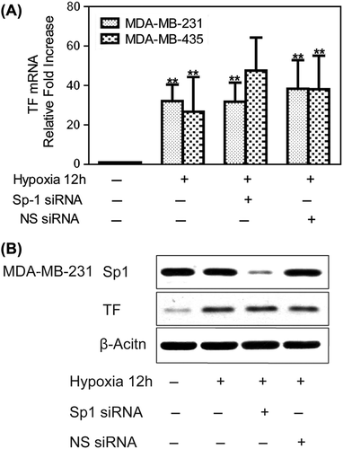 Figure 2. Hypoxia-mediated up-regulation of TF expression is independent on Sp1. To create hypoxic conditions, cells were placed in an anaerobic chamber with 1% O2 and 5% CO2 at 37°C. (A) MDA-MB-231 and MDA-MB-435 cells were transfected with Sp1 siRNA or non-specific siRNA the day before hypoxia treatment. Hypoxia (12 h) caused a large increase in TF mRNA expression, which was not affected by Sp1 siRNA treatment. Fold increase normalized to normoxia. Values are mean ± SD for five experiments. **p < 0.01 vs. that of normoxia; (B) Sp1 siRNA in MDA-MB-231 cells significantly inhibited Sp1 protein levels but did not affect the marked hypoxic up-regulation of TF.
