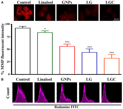 Figure 9 Dysfunction of MMP in SKOV-3 cells. The fluorescent intensity of MMP indicator JC 1 in control and treated cells as indicated. (A) Graph represented the statistical analysis of fluorescent intensity ratio. (B) Flow cytometry data in SKOV-3 cells were treated as indicated Rhodamine stain was used to investigate loss of Mitochondrial Membrane Potential. The data are represented as mean ± SD. Asterisks indicate statically different from control untreated cells, *p≤0.05, ***p≤0.001.