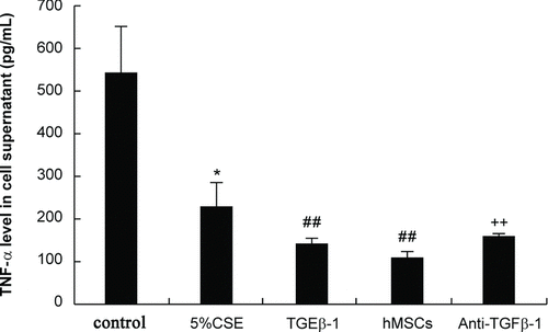 Figure 4.  Evaluation of pro-inflammatory cytokine levels in cell supernatants. Human PBMCs were cultured alone without 5% CSE (control group) or with 5% CSE stimulation (5% CSE group). Recombinant TGFβ-1 (40 ng/mL) was added into cultured PBMCs exposed to 5% CSE(TGFβ-1 group). In addition, PBMCs exposed to 5% CSE were cocultured with hMSCs using a transwell system (hMSCs group) and an anti-TGFβ-1 neutralizing antibody (500 ng/mL) was added into the coculture system (anti-TGFβ-1 group). The cell supernatant was collected to evaluate TNF-α levels (pg/mL) by ELISA. *p < 0.05, **p < 0.01 vs. cultured PBMCs without CSE; ##p < 0.01 vs. cultured PBMCs with CSE; ++p < 0.01 vs. cocultured PBMCs with hMSCs without anti-TGFβ-1 antibody.