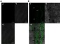Figure 7 A tile scan confocal laser microscope photomicrographs of longitudinal section in rat’s skin treated with (A) FDA control solution (B) fluoro-labeled PB15. (I) fluorescence light, (II) transmitted light and (III) merge between fluorescence light and transmitted light.Abbreviations: FDA, fluorescein diacetate; E, epidermis; D, dermis; HF, hair follicles; PB, PEGylated bilosome.