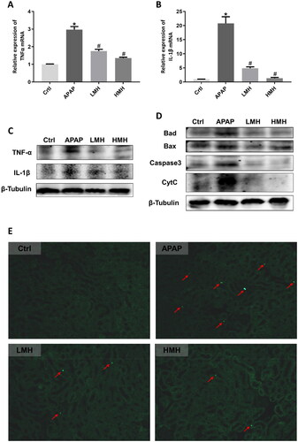 Figure 2. MgH2 improves APAP-induced inflammation and apoptosis in kidneys of mice.(A, B) The mRNA expressions of TNF-α and IL-1β in kidneys of mice were detected by RT-qPCR.(C, D) The protein expressions of TNF-α, IL-1β, Bad, Bax, Caspase3 and CytC in kidneys of mice were detected by western blotting.(E) Tubular cell apoptosis in kidneys of mice was observed by TUNEL staining.The results were expressed as mean ± SEM. Statistical comparisons were performed using a Newman–Keuls test (*p < 0.05 vs. Control group, #p < 0.05 vs. APAP group).