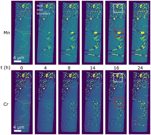 Figure 3. Microstructural evolution during 24 h of heat treatment at 375 °C illustrated by the elemental distribution of Mn (top) and Cr (bottom). Dashed red and yellow lines indicate grain boundaries as observed from each opposite face of the lamella. The regions highlighted in red and white squares contain grain boundary precipitates and melt pool boundary precipitates respectively.