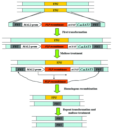 Figure 5. The SAT1 flipper strategy used for gene disruption in C. albicans.Citation51 YTG, your target gene; prom, promoter region given for gene; T, termination sequence of given gene.