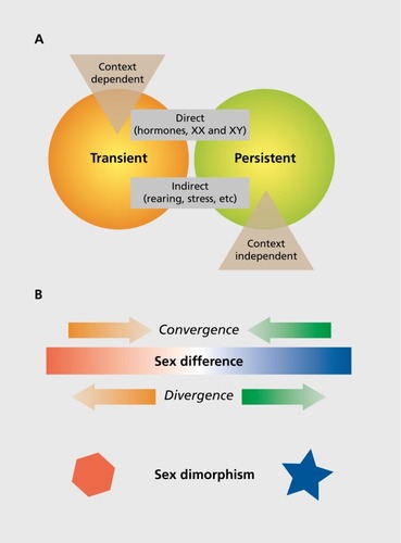 Figure 1. Conceptualizing sex differences. (A) The effects of sex on the brain organize along overlapping domains. Some sex differences are programmed early in life and persist throughout the life span, whereas others might also be programmed early but appear or disappear as a function of context (eg, age, circumstances, etc). Other sex differences are transient, which can be due to context or the result of the adult hormonal milieu, which differs in males and females and profoundly effects brain and behavior. Many sex differences that are programmed early in life in response to hormones also require hormonal activation in adulthood in order to manifest. Many sex differences can be considered direct, ie, due to hormones or sex chromosome complement, whereas others are indirect. Indirect effects include different rearing of male versus female offspring, physical constraints due to somatic sex differentiation, and in the case of humans, the impact of sex.Citation7 (B) Additional consideration in the study of sex is whether an end point is continuous or dimorphic. End points that are continuous can exhibit sex differences, meaning males and females vary on average along that continuum. Sometimes, both sexes are at the same point on the continuum at baseline but diverge in response to a challenge, such as stress. Other times, the two sexes converge on the same point from divergent beginnings. This can occur as a consequence of the cost of the reproductive profile of either sex, such as the lack of a natural induction of parenting behavior in males, which do not experience the hormonal profile of pregnancy, parturition, and lactation. Lastly, there are some end points that take on two forms, one in males and one in females, and these are considered sexually dimorphic.