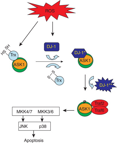 Figure 1. Hypothetical scheme for activation of ASK1 by oxidative stress. In resting conditions, ASK1 is bound to and negatively regulated by TRX. Under conditions of oxidative stress, TRX becomes oxidized and dissociates from the ASK1 signaling complex (signalosome). DJ-1 becomes oxidized under conditions of oxidative stress (*) and subsequently binds to ASK1, negatively regulating its activity. Continued oxidation of DJ-1 can lead to a conformational change (**) where it dissociates from the ASK1 signalosome, relieving the negative inhibition. ASK1 becomes phosphorylated and is now activated resulting in the activation of JNK and p38 pathways. This schematic connects ASK1, DJ-1 and p38 targets in a common pathway initiated by oxidative stress.