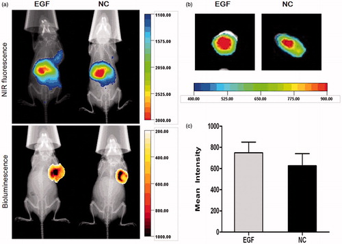 Figure 7. X-ray and in vivo NIR fluorescence overlay images of tumor-bearing mice treated with plain-dendriplexes and EGF-dendriplexes. (a) The location and possible metastasis of MDA-MB-231-luc tumor were determined with bioluminescence by injecting 150 mg/kg d-luciferin. The optical imaging was obtained using Kodak multimodal imaging system FX-Pro equipped with an excitation bandpass filter at 690 nm and an emission at 790 nm. (b) X-ray and ex vivo NIR fluorescence overlay images of tumors treated with plain-dendriplexes and EGF-dendriplexes. (c) Mean ± standard deviation (n = 3) of fluorescence intensity of plain-dendriplexes and EGF-dendriplexes ex vivo.