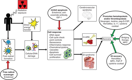 Figure 2. Simplified representation of systemic biological effects due to radiation exposure, with promising biologics intervening at various steps. Radiation induces free radical formation, DNA damage and apoptosis, which can then lead to ARS or death. Various biologics are able to minimize the damaging effects of irradiation through different mechanisms of action.