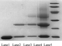 Figure 3 SDS-PAGE analysis of each fraction of SE-HPLC stained with Coomassie blue. (Lane1, 2, 3, and 4 represent the fractions A, B, C, and D in Fig. 2, and Lane 5 is the molecular mark).
