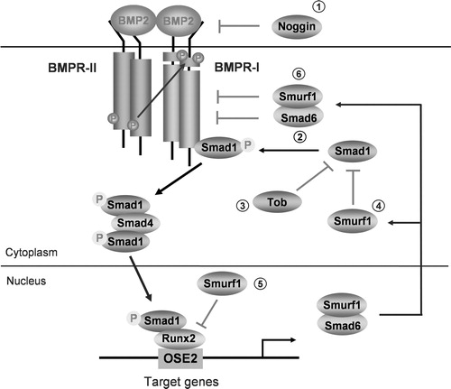 Figure 1. Figure 1 BMP signaling and its regulation. BMP signals are mediated by type I and II BMP receptors and their downstream molecules Smad1, 5 and 8. Phosphorylated Smad1, 5 and 8 proteins form a complex with Smad4 and then are translocated into the nucleus where they interact with other transcription factors, such as Runx2 in osteoblasts. BMP signaling is regulated at different molecular levels: (1) Noggin and other cystine knot-containing BMP antagonists bind with BMP-2, 4 and 7 and block BMP signaling. Over-expression of noggin in mature osteoblasts causes osteoporosis in mice (Devlin et al., 2003; Wu et al., 2003). (2) Smad6 binds type I BMP receptor and prevents Smad1, 5 and 8 to be activated (Imamura et al., 1997). Over-expression of Smad6 in chondrocytes causes delays in chondrocyte differentiation and maturation (Horiki et al., 2004). (3) Tob interacts specifically with BMP activated Smad proteins and inhibits BMP signaling. In Tob null mutant mice, BMP signaling is enhanced and bone formation is increased (Yoshida et al., 2000). (4) Smurf1 is a Hect domain E3 ubiquitin ligase. It interacts with Smad1 and 5 and mediates the degradation of these Smad proteins (Zhu et al., 1999). (5) Smurf1 also recognizes bone-specific transcription factor Runx2 and mediates Runx2 degradation (Zhao et al., 2003). (6) Smurf1 also forms a complex with Smad6, is exported from the nucleus and targeted to the type I BMP receptors for their degradation (Murakami et al., 2003). Over-expression of Smurf1 in osteoblasts inhibits postnatal bone formation in mice (Zhao et al., 2004).