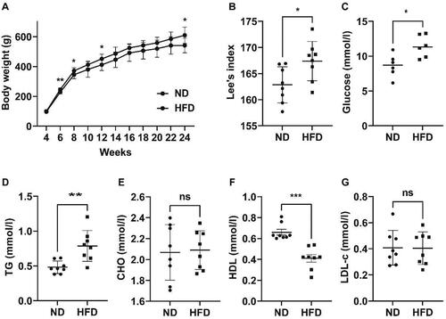Figure 1. Obesity and disturbances in blood glucose and lipids were observed in rats that were fed a high-fat diet. (A) Variations in body weight between the two groups. (B) Lee’s index in the two groups of rats at week 24. (C) Levels of glucose in the blood of the two groups. (D–G) Levels of triglyceride (TG), cholesterol (CHO), high-density lipoprotein (HDL), and low-density lipoprotein cholesterol (LDL-c) in both groups of rats. ND refers to a normal diet, while HFD stands for high-fat diet. * p < 0.05,** p < 0.01,*** p < 0.001; n = 6–8 per group.