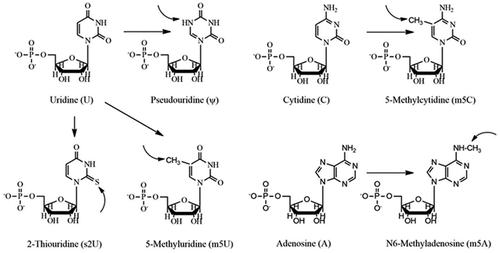 Figure 4. Modified nucleoside bases of uridine (U), cytidine (C), and adenosine (A). Adapted from “Overview on the Development of mRNA-Based Vaccines and Their Formulation Strategies for Improved Antigen Expression in Vivo” [Citation16].