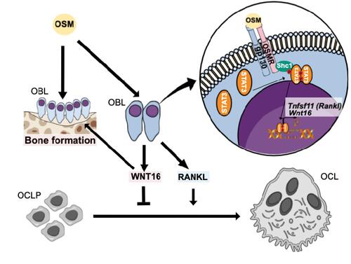 Figure 8 Proposed effects and signaling pathways by OSM in bone cells. OSM increases bone resorption by inducing the expression of osteoclastogenic RANKL by osteoblasts. We, here, show that OSM also induces the expression of WNT16 that act as a negative feedback regulator of osteoclast formation in calvarial periosteal cells. The induction of Wnt16 by OSM is dependent on gp130 and OSM receptor (OSMR), and downstream signaling by the SHC1/STAT3 pathway. The inhibition of osteoclastogenesis by WNT16, together with a stimulatory effect on bone formation by OSMCitation27,Citation31 and WNT16,Citation11,Citation70 will cause an OSM-dependent increase of bone mass.
