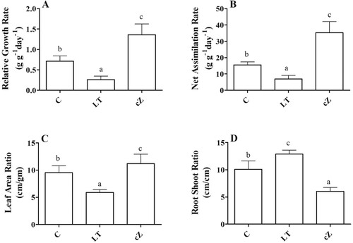 Figure 5. Determination of relative growth rate (A), Net assimilation rate (B), Leaf area ratio (C) and Root shoot ratio (D) in the plants of Z. mays after been exposed to cZ (5 µM) or and its inhibitor – lovastatin – LT (5 µM). Data are mean from 3 independent experiments with standard error bars. Bars labeled with different letters are significantly different (Duncan test; p < 0.05). Experiment was performed at least times in triplicates for validation.