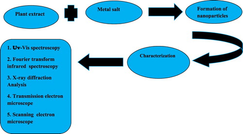 Figure 15. General method of synthesis and characterization of nanoparticles using plants.