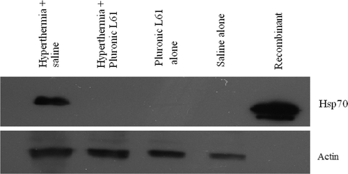 Figure 7. Hsp70 expression 5 h after hyperthermia (for 20 min at 45°C) in subcutaneous colorectal tumour model. A total of 50 µg of tissue lysate was analysed by western blot against anti- Hsp70 antibody. Actin was used as the internal control. Hyperthermia-treated tumours show Hsp70 expression, but with Pluronic L61 the protein expression diminished.