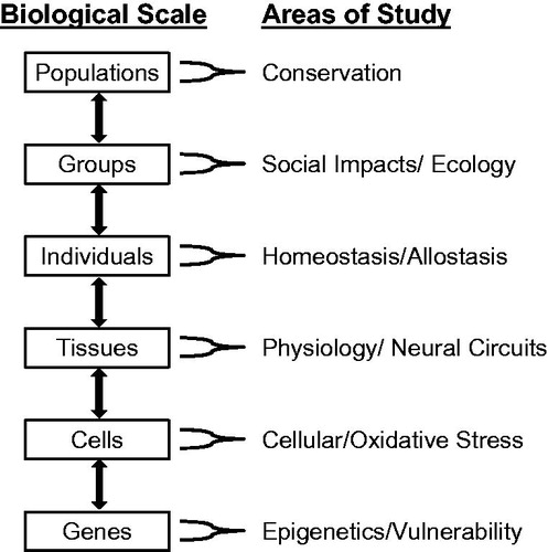 Figure 1. Different scales at which stress research is conducted, with the areas of research that focus on those scales.