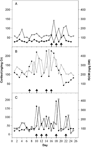 Figure 1.  Urinary cortisol (–•–) per mg creatinine (Cr) and fGCM (– ∇ –), specifically 11,17-DOA, concentrations per g DW over 25 days in (A) a 5-year old, (B) a 15-year old and (C) a 17-year old female Persian onager. Day-matched urine and fecal samples were collected from each individual over a 25 day interval when the animals were occasionally (at least 48 h apart) exposed to physical restraint and examination (arrows). DW, dry weight.
