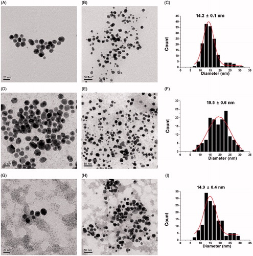 Figure 5. HR-TEM images and size histogram of cf-sk-AuNPs. After the centrifugation of sk-AuNPs, the pellet was recovered and re-dispersed in (A, B and C) deionised water, (D, E and F) PBS and (G, H and I) full media.