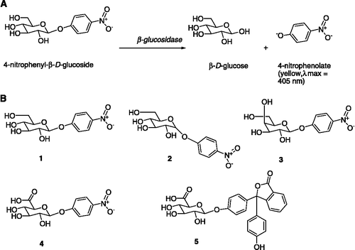 Scheme 1 (A). Reactions catalysed by glycosidases as exemplified by β-glucosidase. Under the alkali quenching conditions 4-nitrophenol (pKa = 7.2) ionises to 4-nitrophenolate to give a yellow colour (ε401nm = 18.5 mM− 1 cm− 1 [Citation11]); (B). Structures of substrates used in this study: 1, 4-nitrophenyl-β-D-glucopyranoside; 2, 4-nitrophenyl-α-D-glucopyranoside; 3, 4-nitrophenyl-β-D-galactopyranoside; 4, 4-nitrophenyl-β-D-glucuronide; 5, phenolphthalein-β-D-glucuronide.