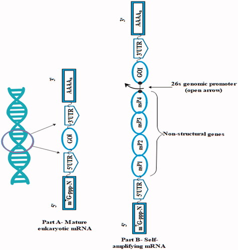 Figure 4. Structures of mRNA from alphavirus.