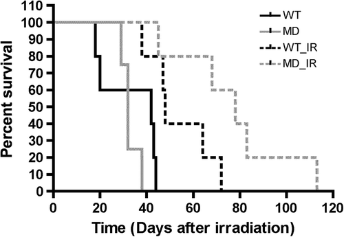 Figure 3. Growth delay after irradiation of WT and MD tumors. (A) Kaplan-Meier survival curves were obtained by introducing individual dates for reaching mean tumor diameter of 16 mm, determined as endpoint (n = 4–5).