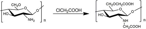 Figure 5 Synthesis of N,O-carboxymethyl chitosan.