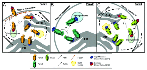Figure 1. Mechanisms regulating the anterograde and retrograde trafficking of Panxs. (A) Anterograde trafficking of Panx1 begins in the endoplasmic reticulum (ER), where it receives a post-translational modification (PTM) in the form of a high-mannose glycan to asparagine 254 (N254) in its second extracellular loop. This forms the high mannose glycosylation species of Panx1 (Gly1). The Gly1 Panx1 species is transported to the Golgi through anterograde COPII vesicle-mediated transport. Here the high mannose N-linked glycan is modified to a complex glycosylation (Gly2). Gly2 glycosylation is necessary for subsequent plasma membrane localization of Panx1. Once at the cell surface, an interaction between the Panx1 C-terminus and filamentous actin (F-actin) is critical for stability at the plasma membrane. The intrinsic and extrinsic cues for retrograde trafficking remain poorly understood (denoted by ‘?’), however there is experimental evidence for Panx1 degradation within endolysosomal compartments. (B) The anterograde trafficking of Panx2 begins in the endoplasmic reticulum. Here, Panx2 receives a high-mannose glycan at an unknown amino acid locus. Panx2 is not glycosylated further and distributes primarily to intracellular compartments, such as the endolysosome, with evidence of cell type-specific plasma membrane localization. The mechanisms controlling anterograde and retrograde Panx2 trafficking remain unknown. (C) Anterograde trafficking of Panx3 also begins in the ER, where it is glycosylated at asparagine 71 (N71) in its first extracellular loop, forming a high mannose glycosylation species (Gly1). Like Panx1, Panx3 is trafficked to the Golgi in COPII transport vesicles, where it is modified to a mature, complex glycosylation species (Gly2). Gly2 glycosylation is necessary for trafficking of Panx3 to the plasma membrane. The internalization and retrograde transport mechanisms remain unknown, however based on endolysosomal localizations of the other Panx family members, Panx3 may also traffic in retrograde to these compartments.