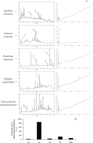 Figure 2.  Phytochemical analyses of extracts. A) HPLC chromatograms and respective ED profiles B) total peak electrochemical detection for A. calcarea (Ac), A. rouyana (Ar), S. impressa (Si), T. capitellatus (Tc) and U. australis welwitschianus (Uaw). Tentatively, identifications are signaled in chromatograms. Legend: 1-Chlorogenic or caffeic acid; 2-Myrcetin glucoside; 3-l-Ascorbic acid; 4-Rutin derivative; 5-Ferulic acid; 6-Ferulic acid derivative; 7-Luteolin glucoside; 8-Protocatechuic acid derivative; 9-Apigenin glucoside.