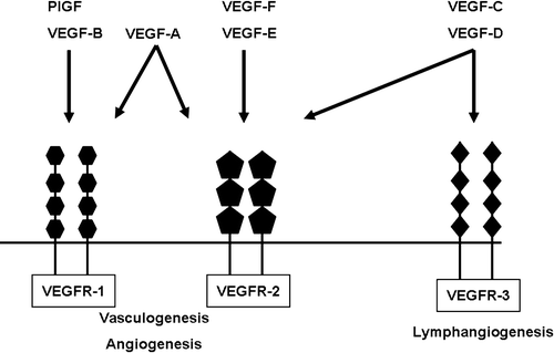 Figure 1.  Schematic representation of the different members of the vascular endothelial growth factor (VEGF) family and their corresponding receptors. PlGF = placental growth factor; VEGFR = VEGF receptor; VEGFR-1 also known as Flt-1 (=fms-like tyrosine kinase); VEGFR-2 also known as Flk-1 (=fetal liver kinase) and KDR (=kinase domain receptor); VEGFR-3 also known as Flt-4.