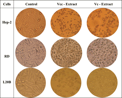 Figure 2.  Cytotoxic activity of V. cuneifolia subsp. cuneifolia (Vcc) and V. cymbalaria (Vc)aqueous extract (800 µg/mL) against different cancer cell lines using the MTT assay.