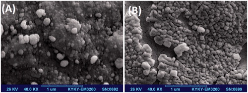 Figure 3. SEM micrographs of P(NIPAM-co-DMA) nanogel (A) and cisplatin-loaded P(NIPAM-co-DMA)/Fe3O4 nanocomposite (B).