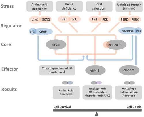 Figure 1. Integrated stress response affects cell functioning Amino acid deficiency, heme deficiency, viral infection, and unfolded protein stress in the endoplasmic reticulum (ER stress) activate GCN2, HRI, PKR, and PERK. All these kinases phosphorylate eIF2α, the core member of ISR. Phosphorylated eIF2α (peIF2α) impedes the 5ʹcap-dependent mRNA translation (Figure 2 in details) and results in global reduction of protein synthesis. However, few genes as ATF4 and CHOP have alternative translation machinery and are less influenced by eIF2 dysfunction. The preferentially translated ATF4 is the key effector in ISR. ATF4 couples with another ATF4 or its interacting partners to form homo- and heterodimers that bind to DNA targets and control the expression of genes that participated in amino acid synthesis, angiogenesis, ERAD, autophagy, inflammation, and apoptosis. Depends on the disease context and the duration of ISR, the downstream processes of ISR can aid in cell survival or bring cell death. CHOP is one key factor that can be promoted by ATF4. CHOP not only activates autophagy, inflammation, and apoptosis, but also induces the expression of GADD34, a phosphatase coupled with PP1 to dephosphorylate peIF2α. The dephosphorylation of peIF2α terminates ISR and resumes protein synthesis. At non-stressed cell, the CreP-PP1 complex phosphatase constantly operates for maintaining low level of peIF2α and protein homeostasis