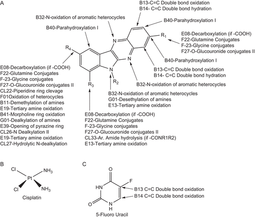 Figure 1.  Position of the metabolites of 6H-indolo[2,3-b]quinoxaline derivatives (A), cisplatin (B), and 5-fluorouracil (C).