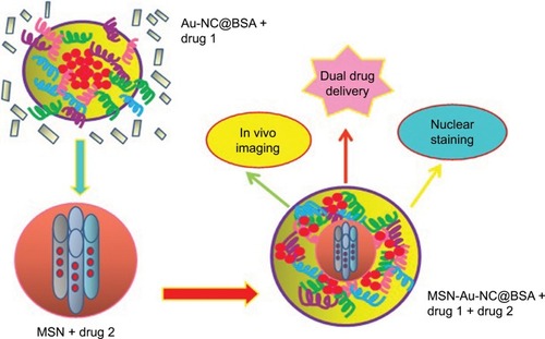 Figure 3 Protein-gold cluster-capped mesoporous silica NPs for high drug loading, autonomous gemcitabine/DOX codelivery, and in vivo tumor imaging.Note: Data from Croissant et al.Citation58Abbreviations: Au-NCs, gold nanoclusters; DOX, doxorubicin; MSN, mesoporous silica nanoparticle; NPs, nanoparticles.