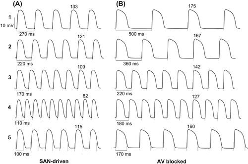 Figure 2. Ventricular APD rate adaptation in SAN-driven (panel A) and AV-blocked (panel B) heart preparations. In panels A and B, sections 1–4 show LV epicardial MAPs obtained while progressively reducing S1–S1 pacing intervals from the maximum value that allowed no escaped beats (section 1) till the minimum value at which 1:1 ventricular capture was preserved (section 4). Further reduction in pacing cycle length resulted in 2:1 conduction block (section 5 in both panels). In all traces, the dashed vertical lines indicate the moments of pacing stimulus application. The S1–S1 pacing interval values are indicated in the first cardiac cycle, and the numbers above MAP traces indicate measured APD90 values. Note that cardiac pacing at S1–S1 =220 ms yields a greater APD90 value in AV-blocked (panel B, section 3) as compared with that in SAN-driven heart preparations (panel A, section 2). Also note a greater value of the minimum pacing interval in AV-blocked (180 ms) as compared with that in SAN-driven heart preparations (110 ms), as shown in section 4 (panels A and B).