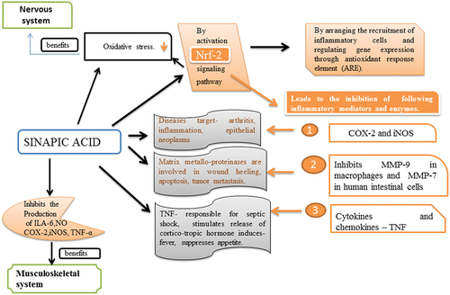 Figure 4. Represents the antioxidant behavior of sinapic acid.