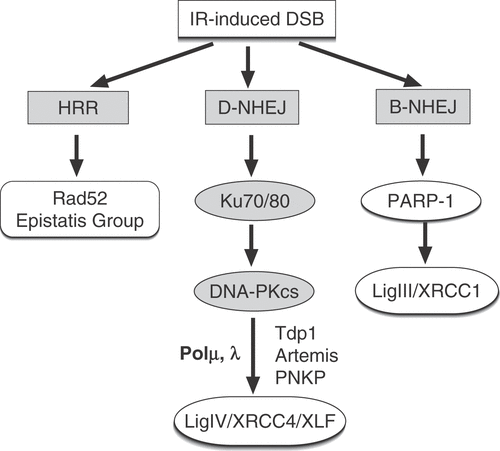 Figure 2. Outline of the main pathways of DNA DSB repair. In addition to HRR utilizing genes of the RAD52 epistasis group, cells of higher eukaryotes also employ NHEJ. There are two pathways of NHEJ: the classical pathway utilizes Ku and DNA-PKcs and carries out ligation using DNA Ligase IV (D-NHEJ). Other known components of this pathway include factors involved in end-processing (Tdp1, PNKP, Artemis) and DNA polymerization (Pol μ, λ). In addition to D-NHEJ, cells are capable of mediating end joining via a pathway operating as a backup (B-NHEJ). There is evidence that this pathway utilizes the DNA Ligase III/XRCC1/PARP-1 module.
