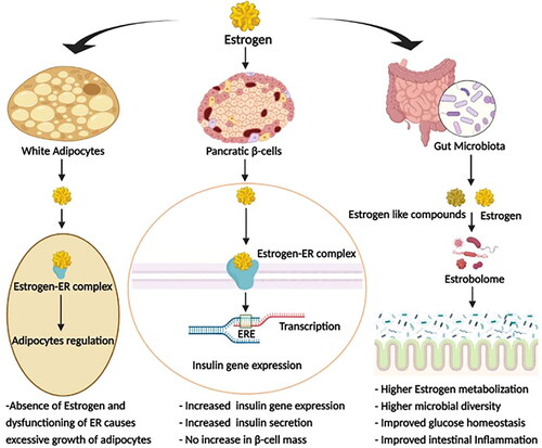 Figure 1. Effect of estrogen; Estrogen affects various metabolic activities related to T2D, such as glucose metabolism, adiposity, systemic inflammation, etc., via its direct action and by involving gut-microbiota (ER = Estrogen receptor, ERE = Estrogen responsive element).