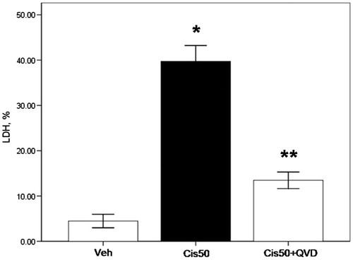 Figure 2. LDH release (%) from freshly isolated proximal tubule cells is increased by cisplatin and decreased by the caspase inhibitor. LDH release was under 10% in vehicle-treated proximal tubule cells (Veh). Cells treated with 50 µM cisplatin (Cis50) showed increased LDH release. Co-treatment of QVD-OPH (Cis50 + QVD) decreased LDH release significantly. (*p < 0.05 vs. Veh, **p < 0.05 vs. Cis50).