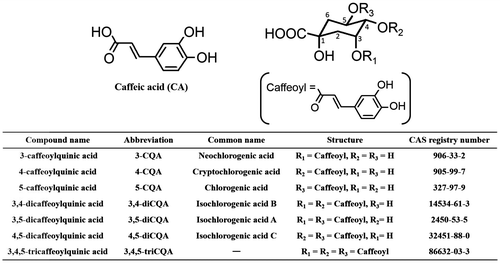 Fig. 1. Chemical structures of CA and CQAs in sweet potato leaves.Note: All data for CQAs presented in this manuscript use the recommended IUPAC numbering system.Citation23)