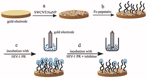 Figure 9. Schematic illustration protocol of the preparation of ferrocene- pepstatin conjugate/thiolated SWCNT and AuNP modified electrodes and their use for detecting HIV-1 protease and the subsequent assay of HIV-1 protease inhibitors. (Reproduced by permission of The American Chemical Society) (Mahmoud and Luong Citation2008).