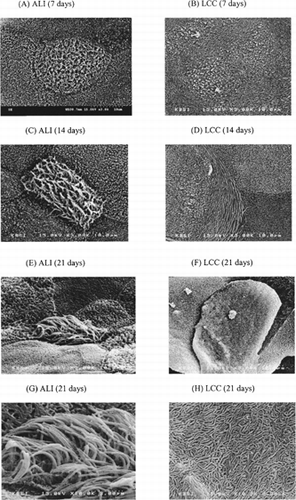 FIG. 2. Scanning electron microscopy of the human nasal epithelial cell monolayer (passage 2). (A) ALI condition after 7 days, (B) LCC condition after 7 days, (C) ALI condition after 14 days, (D) LCC condition after 14 days, (E) and (G) ALI condition after 21 days, (F) and (H) LCC condition after 21 days. (A)–(F) are ×3000 magnification; (G) and (H) are of × 10,000 magnification.