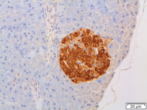 Figure 2. Pancreatic section of a common shrew (Sorex araneus), labeled with antibodies against IAPP. There is a strong reaction with the β-cells, which constitute the majority of islet cells.