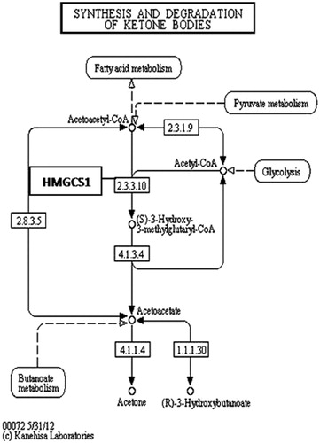 Figure 3. Hmgcs1 enzyme in KEGG pathway: synthesis and degradation of ketone bodies (http://www.genome.jp/kegg-bin/show_pathway?ko00072+K00626).