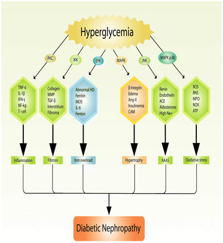 Figure 3. How hyperglycemia induces diabetic nephropathy and related other complications.