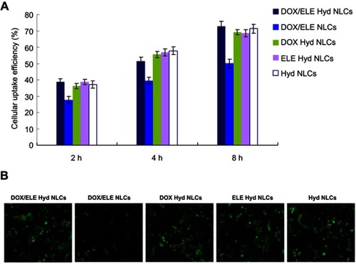 Figure 5 Cellular uptake efficiency of NLCs was illustrated by coumarin-6-loaded NLCs in A549/ADR cells: flow cytometery results (A) and microscopy images. (B) Data are presented as means ± SD, n=6.