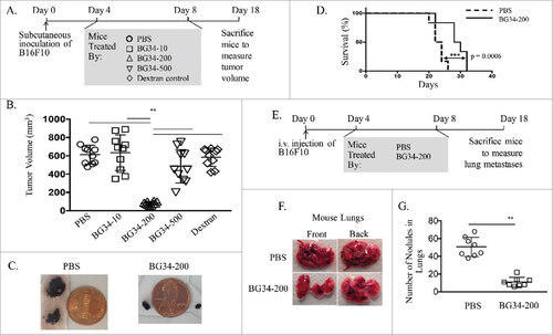 Figure 1. Systemic administration of BG34-200 induces a potent anti-melanoma response. (A). Schedule for subcutaneous inoculation of B16F10. WT C57BL/6 mice inoculated with subcutaneously injected B16F10 and treated by PBS, BG34-10, BG34-200, BG34-500 and dextran. (B) Tumor volumes in WT C57BL/6 mice bearing established B16F10 and different treatments. Tumor volumes at preclinical endpoint (day 18) for individual animals in each group were graphed. n = 10 per group. ##p < 0.01. Significance was determined by two-way ANOVA with Student's t test. (C) Photographs of tumors of representative mouse of untreated (PBS) and BG34-200 treatment. (D) Survival of mice treated by PBS or BG34-200. (n = 10 per group). (E) Schedule for i.v. inoculation of B16F10. WT C57BL/6 mice inoculated with i.v. injected B16F10 and treated by PBS and BG34-200. (F) Photographs of lungs of representative mouse of untreated (PBS) and BG34-200-treated. (G) The number of metastatic nodules in lungs of untreated (PBS) and BG34-200-treated mouse. n = 8 per group. ##p < 0.01. Significance was determined by two-way ANOVA with Student's t test.