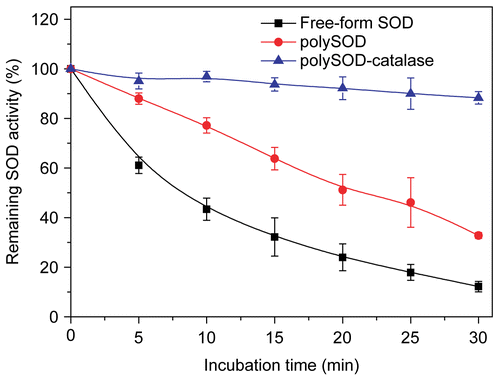 Figure 2.  Stability of different form superoxide dismutase following exposure to xanthine/xanthine oxidase system. Initial glutaraldehyde concentration for polymerization reaction was 0.25%..