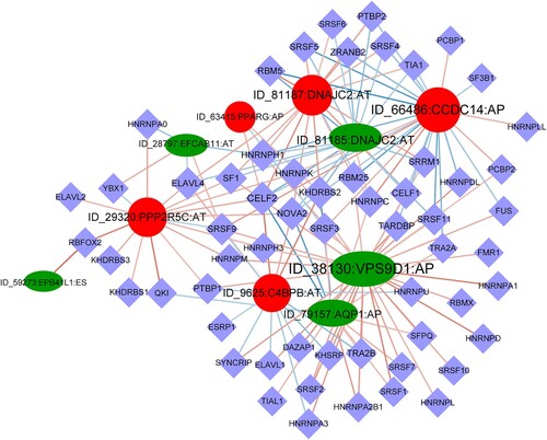 Figure 5. Regulatory network of AS and splicing factors. The diamond nodes represent splicing factors (SF); the ellipse nodes represent favorable alternative splicing (AS) events, and the circle nodes represent unfavorable AS events; the lines represent the correlation between AS events and SFs, respectively.