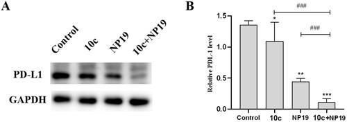 Figure 11. Expression levels of PD-L1 protein in melanoma tumour tissues. Western blot analysis (A) and quantitative analysis (B) of PD-L1 expression levels in melanoma tumour tissues collected from mice treated with vehicle control, 10c, NP19, and NP19 + 10c. n = 3, the bar graphs are presented as mean ± SD. One-way ANOVA for above analysis, Dunnett test.